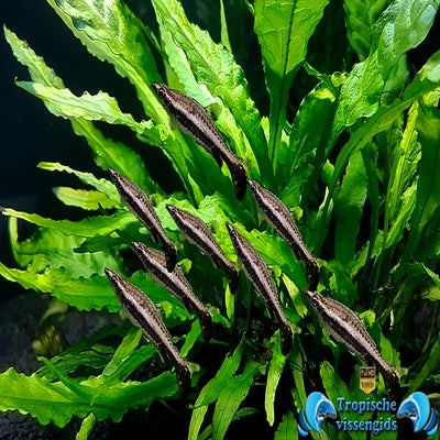 Nannostomus eques