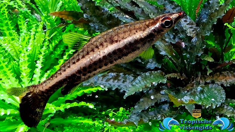 Nannostomus eques