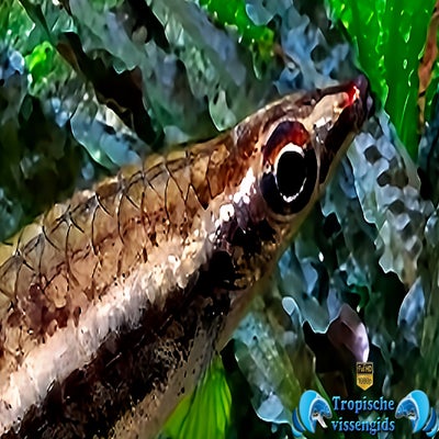 Nannostomus eques