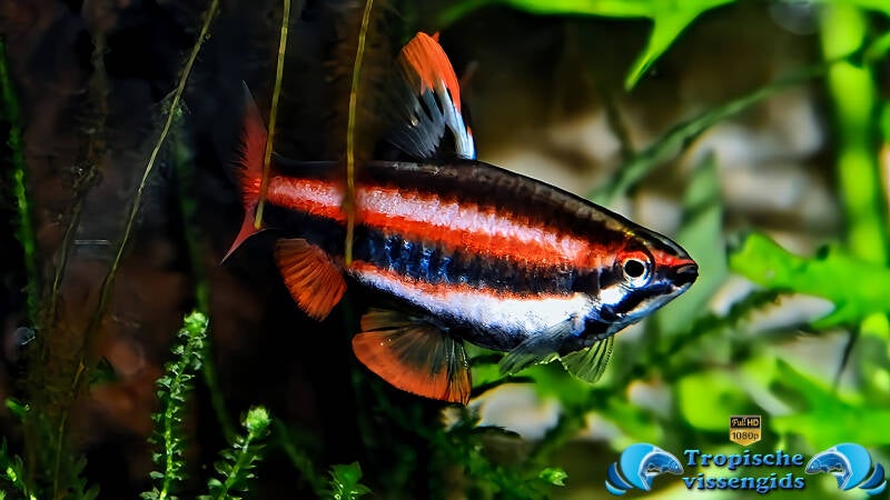 Nannostomus mortenthaleri