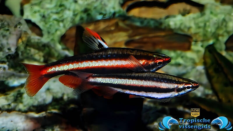 Nannostomus mortenthaleri