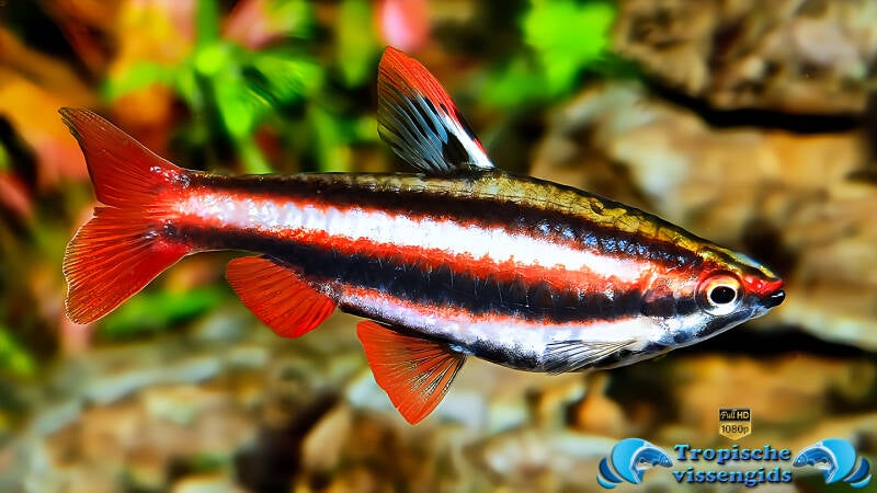 Nannostomus mortenthaleri