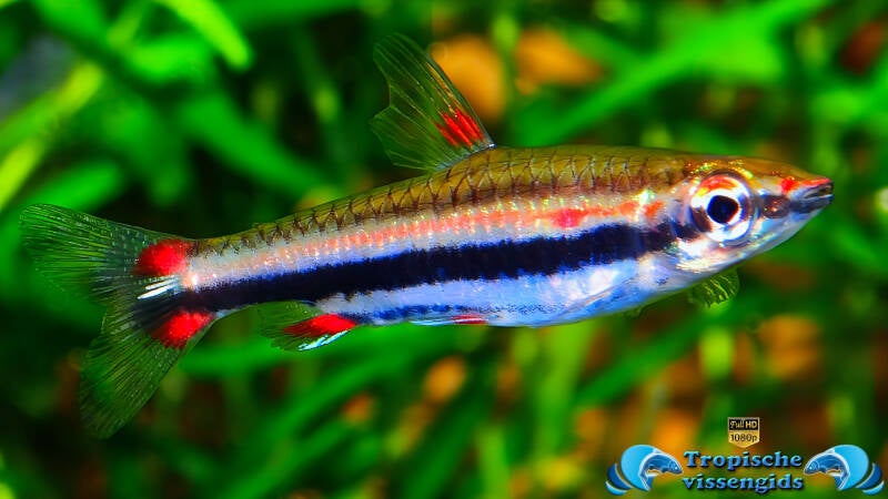 Nannostomus trifasciatus