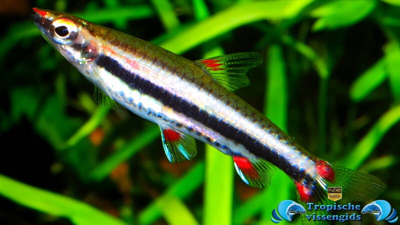 Nannostomus trifasciatus