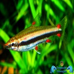 Nannostomus trifasciatus
