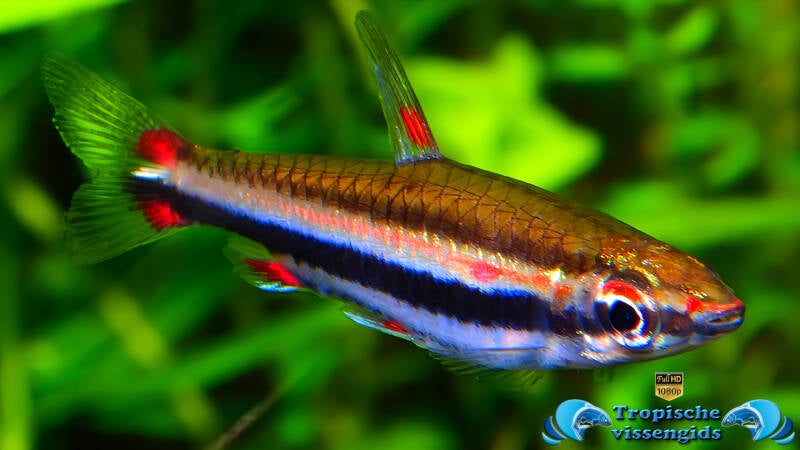Nannostomus trifasciatus
