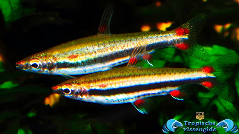 Nannostomus trifasciatus