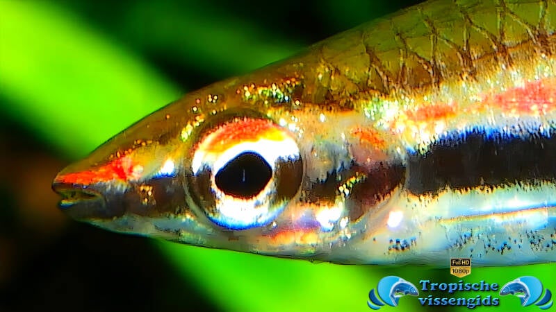 Nannostomus trifasciatus