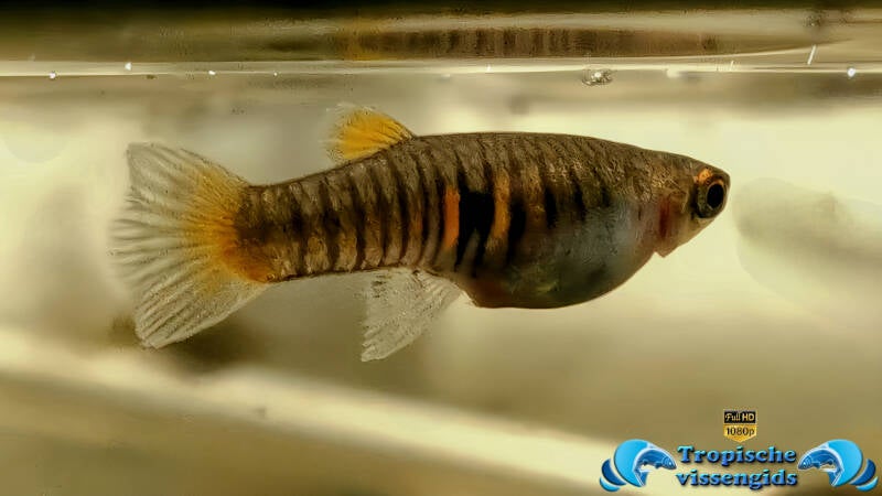 Neoheterandria elegans