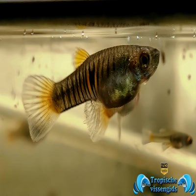 Neoheterandria elegans