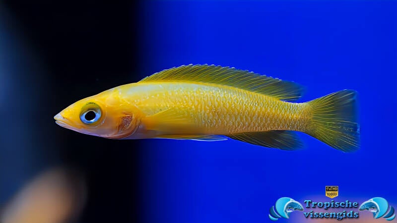 Neolamprologus leleupi