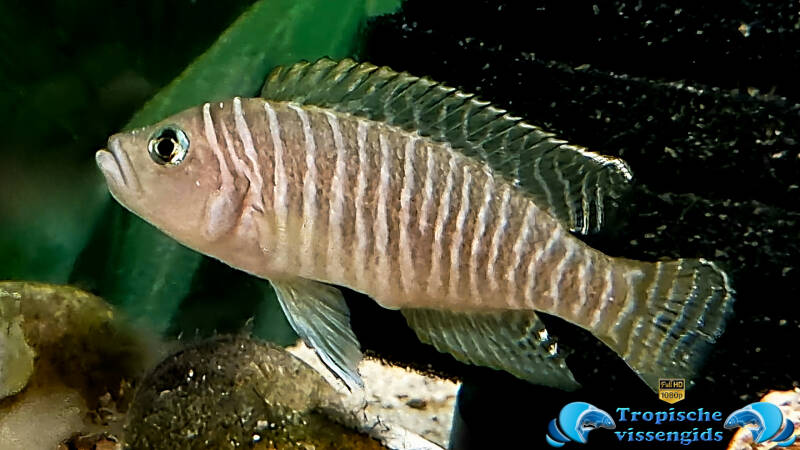 Neolamprologus similis