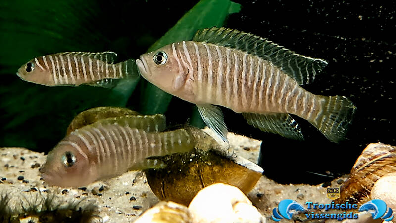Neolamprologus similis