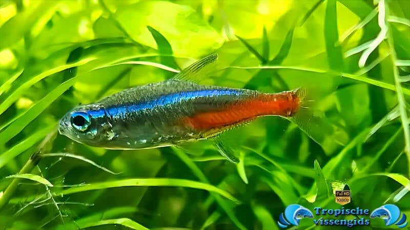 Neontetra