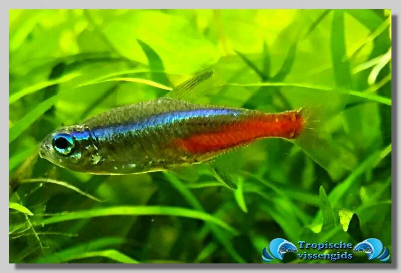 Paracheirodon innesi