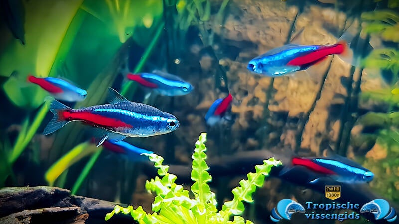 Paracheirodon innesi