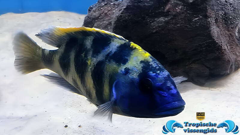 Nimbochromis venustus