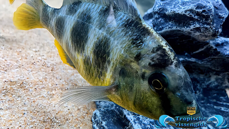 Nimbochromis venustus