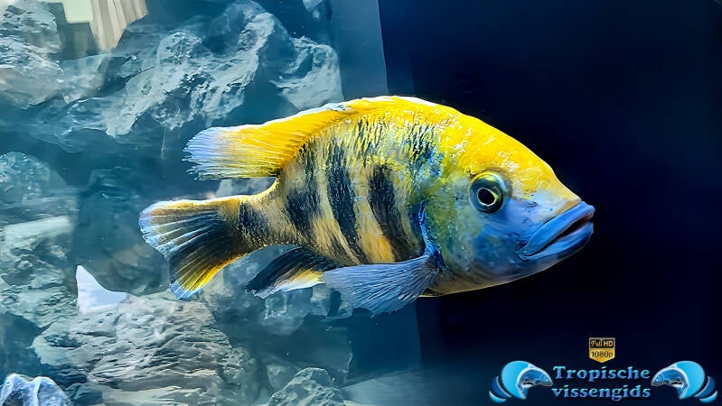 Nimbochromis venustus