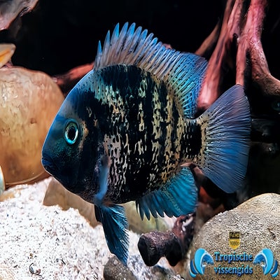 Oscura heterospila