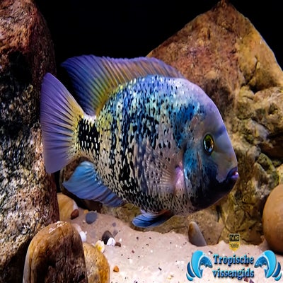 Oscura heterospila