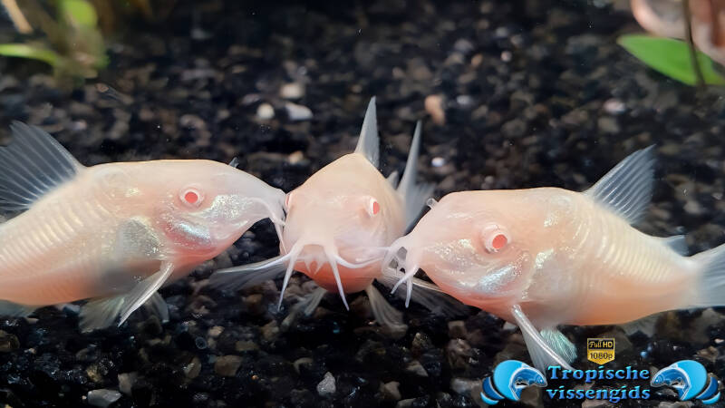 Osteogaster aeneus albino