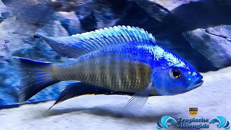 Otopharynx tetraspilus