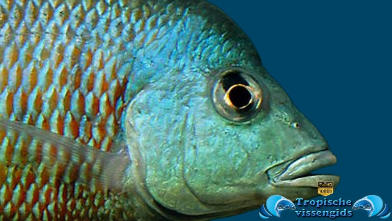 Otopharynx tetrastigma