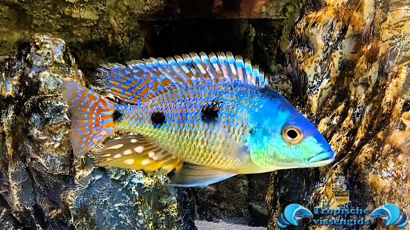 Otopharynx tetrastigma