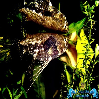 Pantodon buchholzi