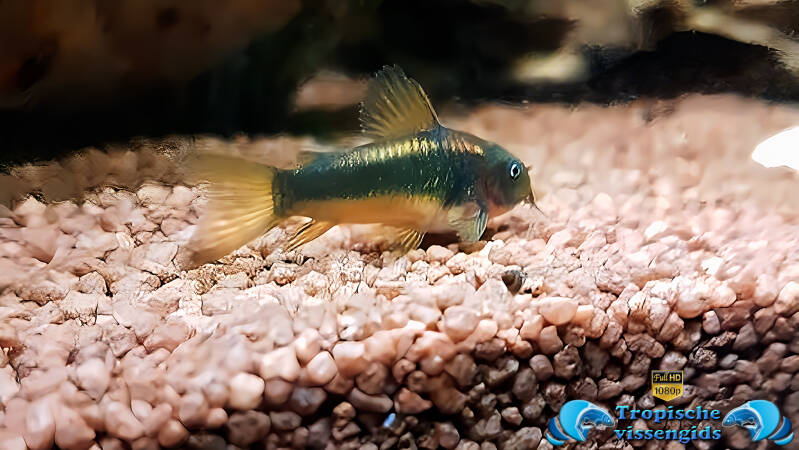 Osteogaster aeneus gold stripe