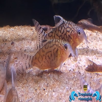 Brochis reticulatus
