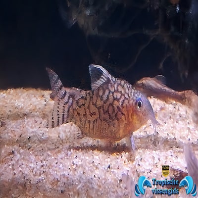 Brochis reticulatus