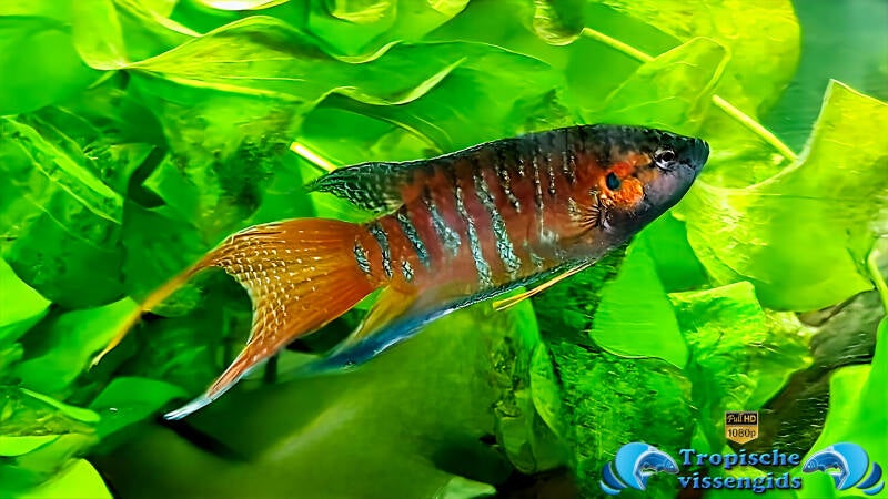 Macropodus opercularis