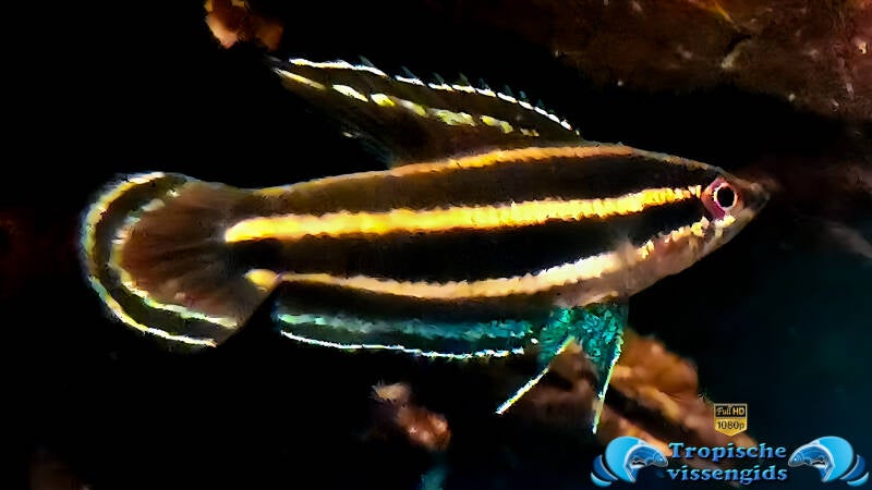 Parosphromenus bintan