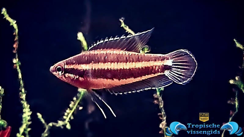 Parosphromenus sp. sentang