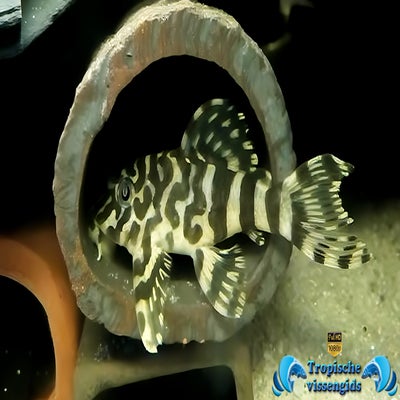 Peckoltia compta (L134)
