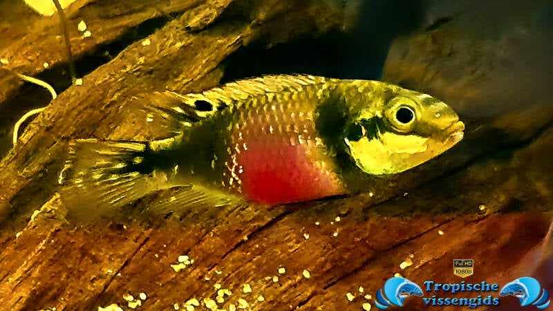 Pelvicachromis subocellatus Matadi