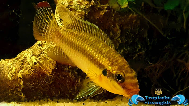 Pelvicachromis subocellatus Matadi