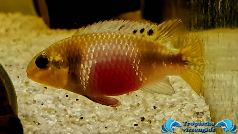 Pelvicachromis subocellatus Matadi