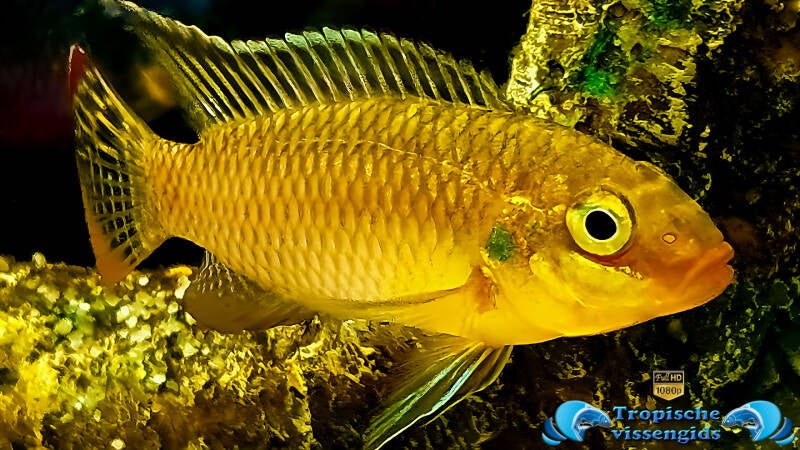 Pelvicachromis subocellatus