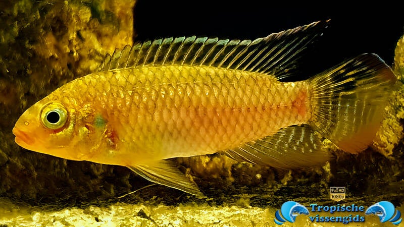 Pelvicachromis subocellatus