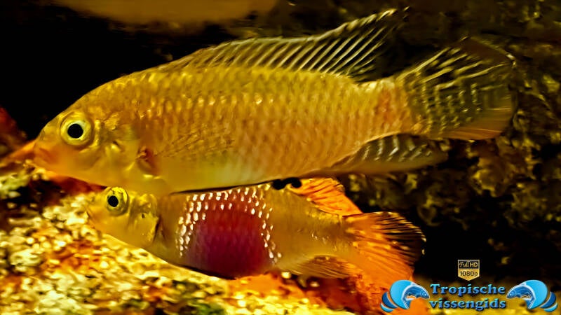 Pelvicachromis subocellatus