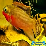 Pelvicachromis taeniatus nigeria red
