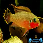Pelvicachromis taeniatus nigeria red