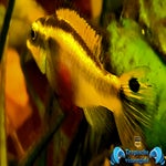 Pelvicachromis taeniatus nigeria red