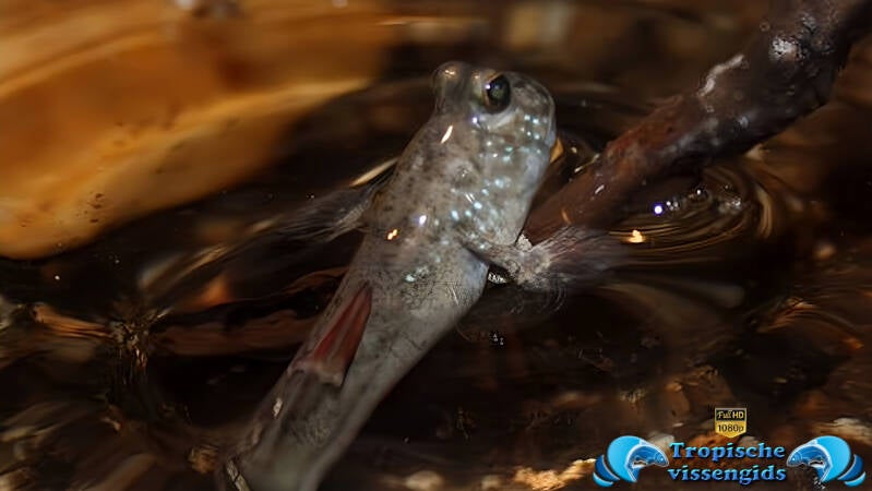 Periophthalmus novemradiatus