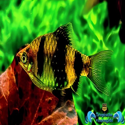 Pethia nigrofasciata vrouwtje