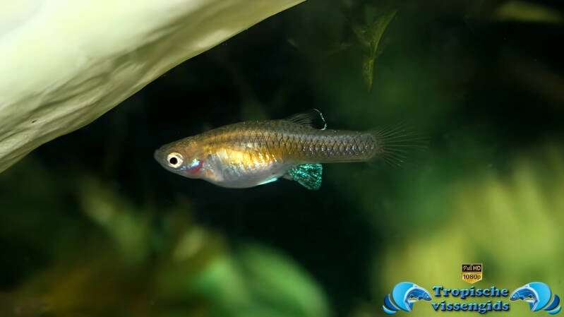 Phallichthys tico