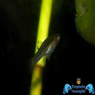 Phallichthys tico